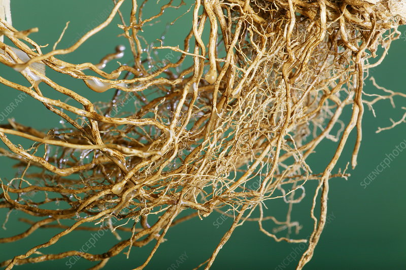 Vetiver Root 